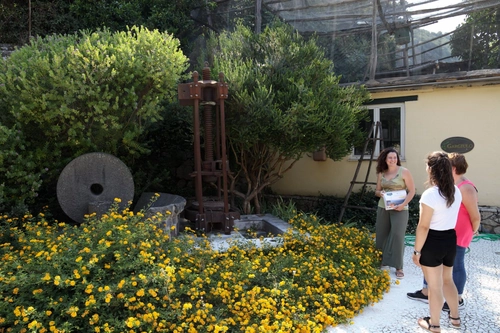Olive oil tasting in Sorrento - Guided T