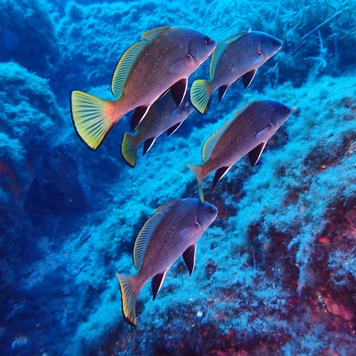 Scuba Diver
