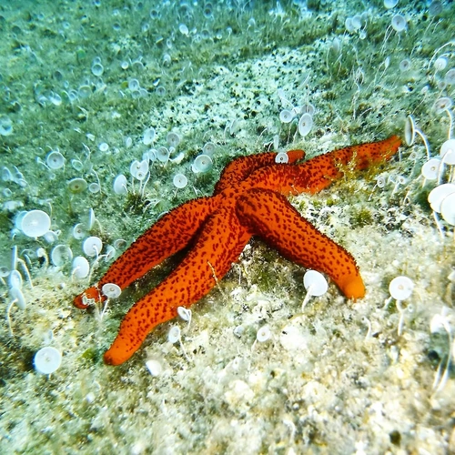PADI Diving Courses / Open Water PADI