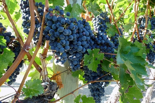 Etna Wine